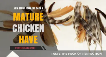 Unveiling the Feather Count of Mature Chickens