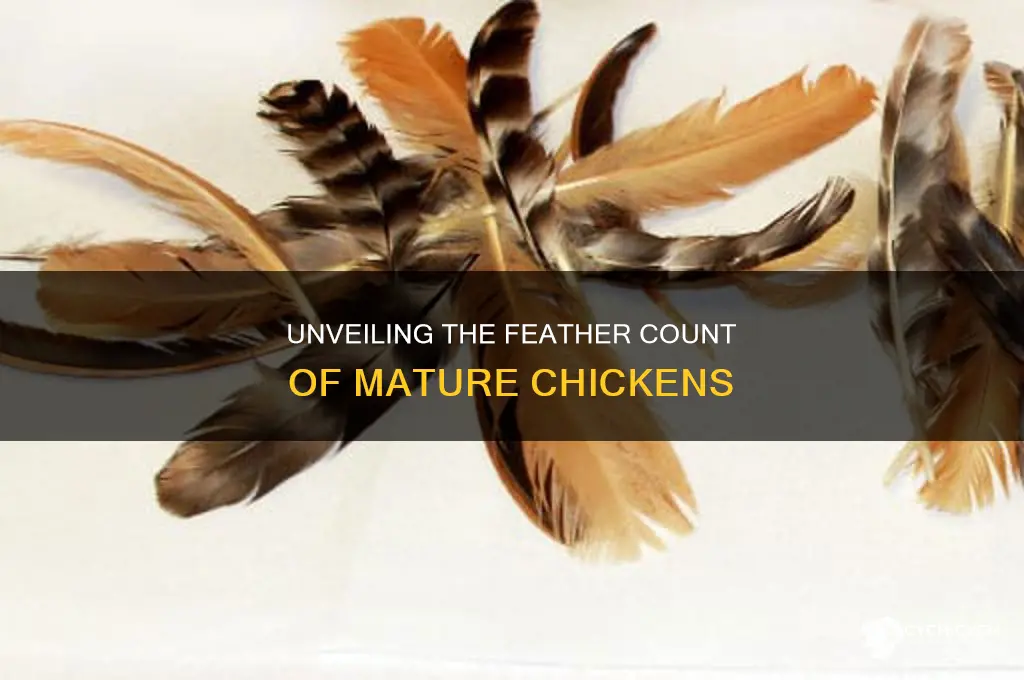 how many feathers does a mature chicken have