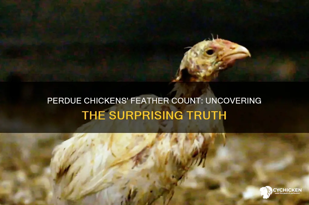 how many feathers on a perdue chicken