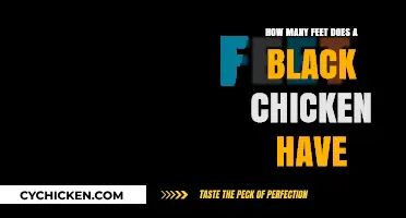 Black Chickens: How Many Feet Do They Stand On?
