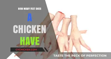 How Many Feet Does a Chicken Have? Unraveling the Poultry Mystery