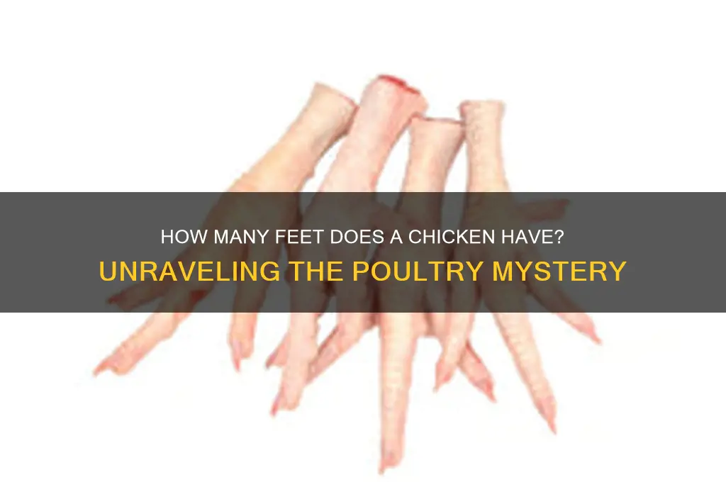 how many feet does a chicken have