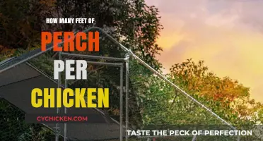 Perch Space for Chickens: Calculating Feet per Bird for Coops
