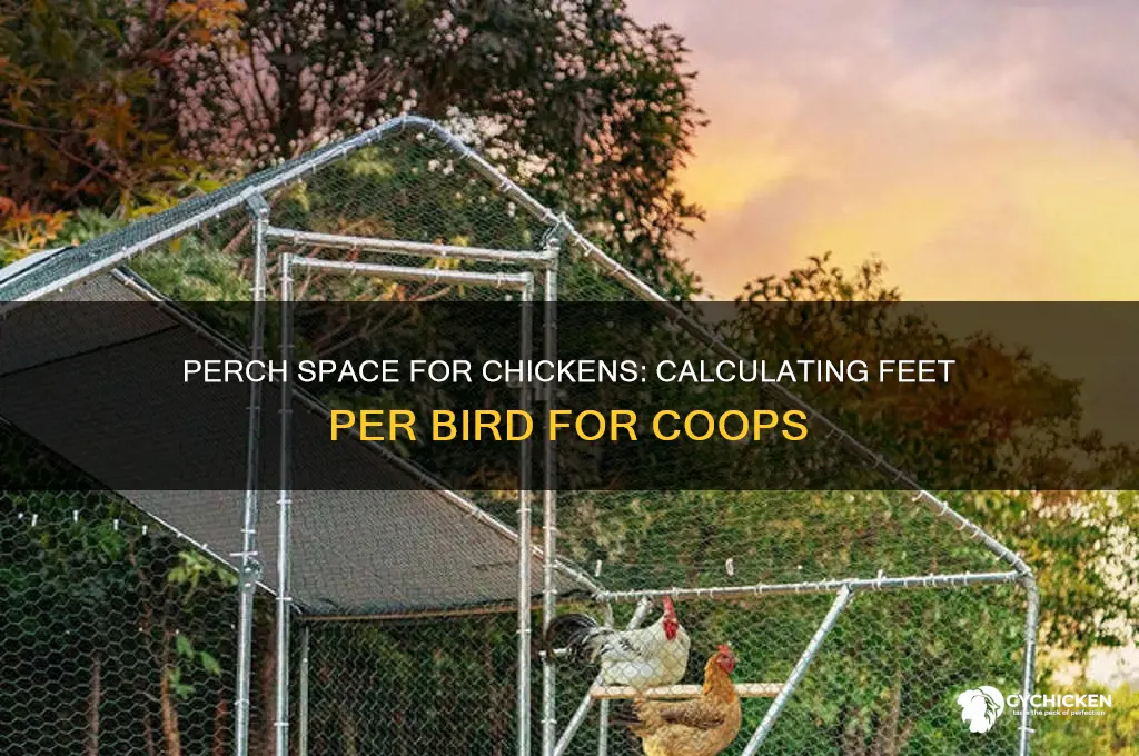 how many feet of perch per chicken