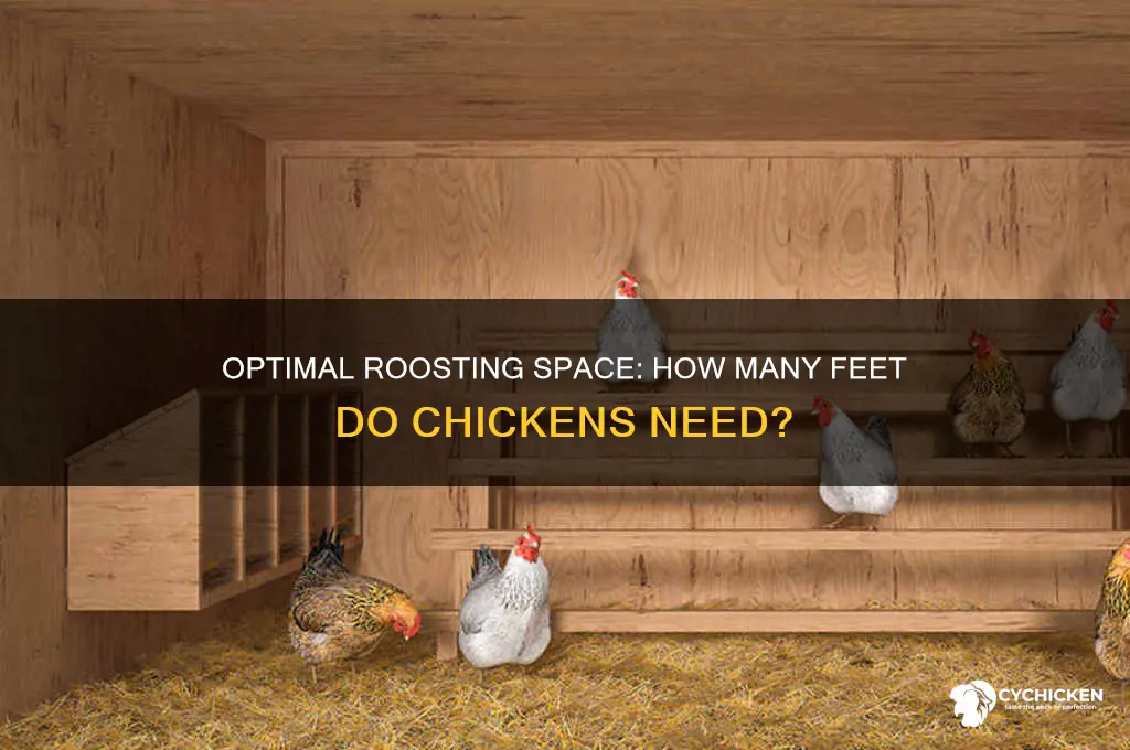 how many feet of roost for chicken