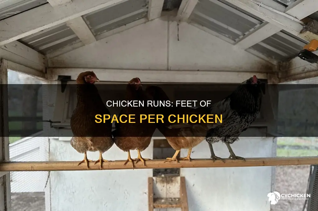 how many feet per chicken in a run