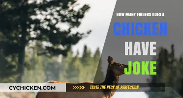 Why Do Chickens Cross the Road?