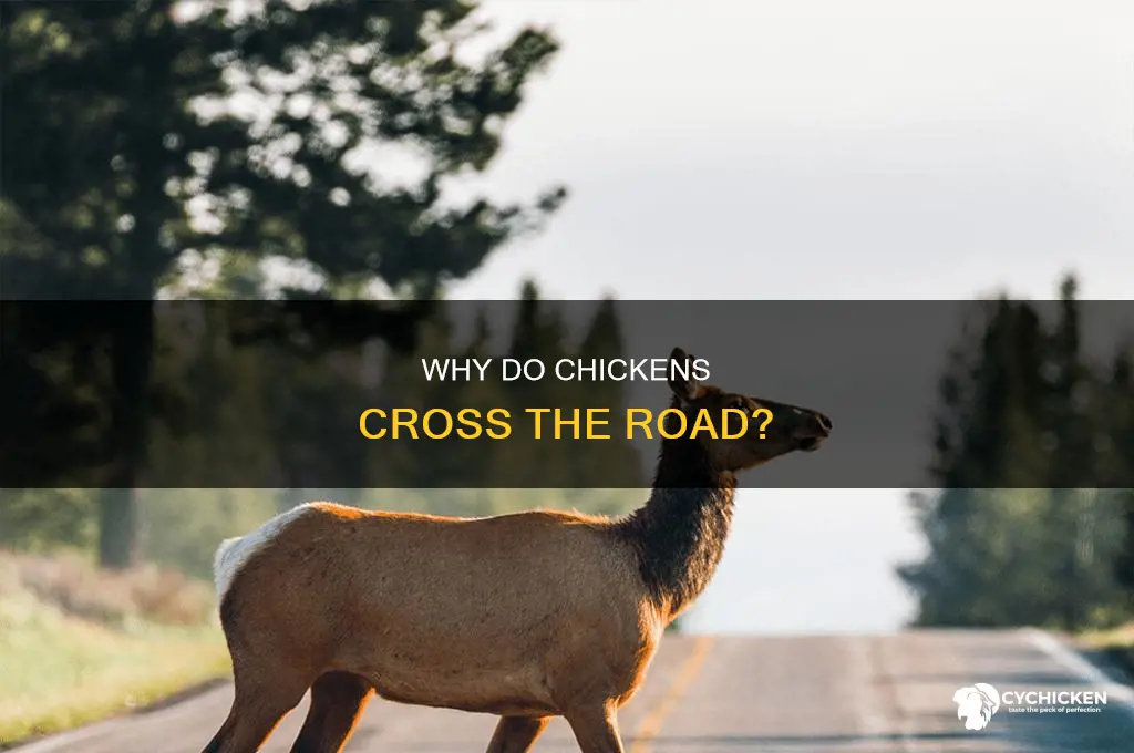 how many fingers does a chicken have joke