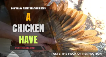 Flight Feathers of Chickens: How Many Do They Have?