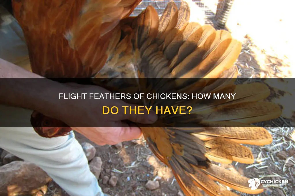 how many flight feathers does a chicken have