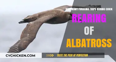 Albatross Parenting: Foraging Trips for Chick Rearing