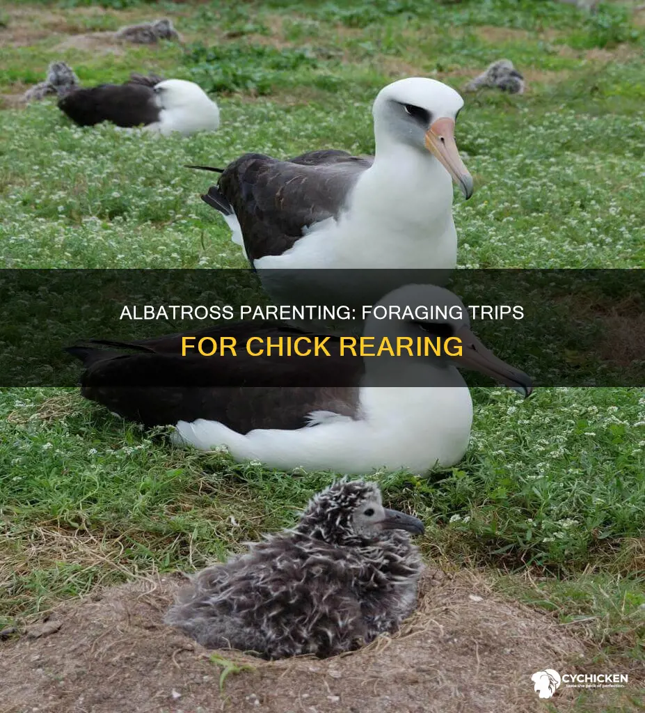 how many foraging trips during chick rearing of albatross