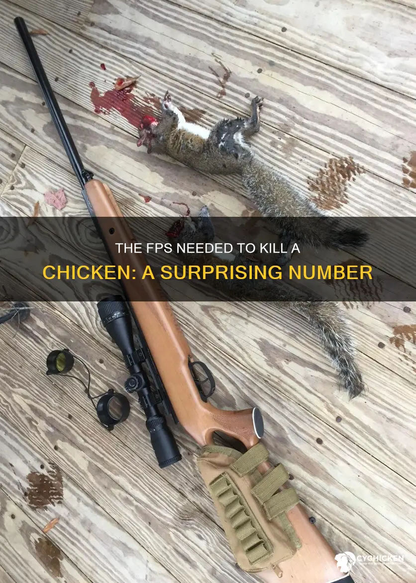 how many fps is needed to kill a chicken