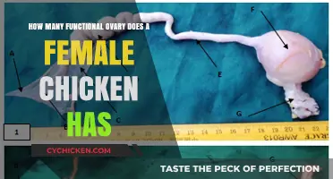 Chicken Anatomy: Females Have Only One Functional Ovary