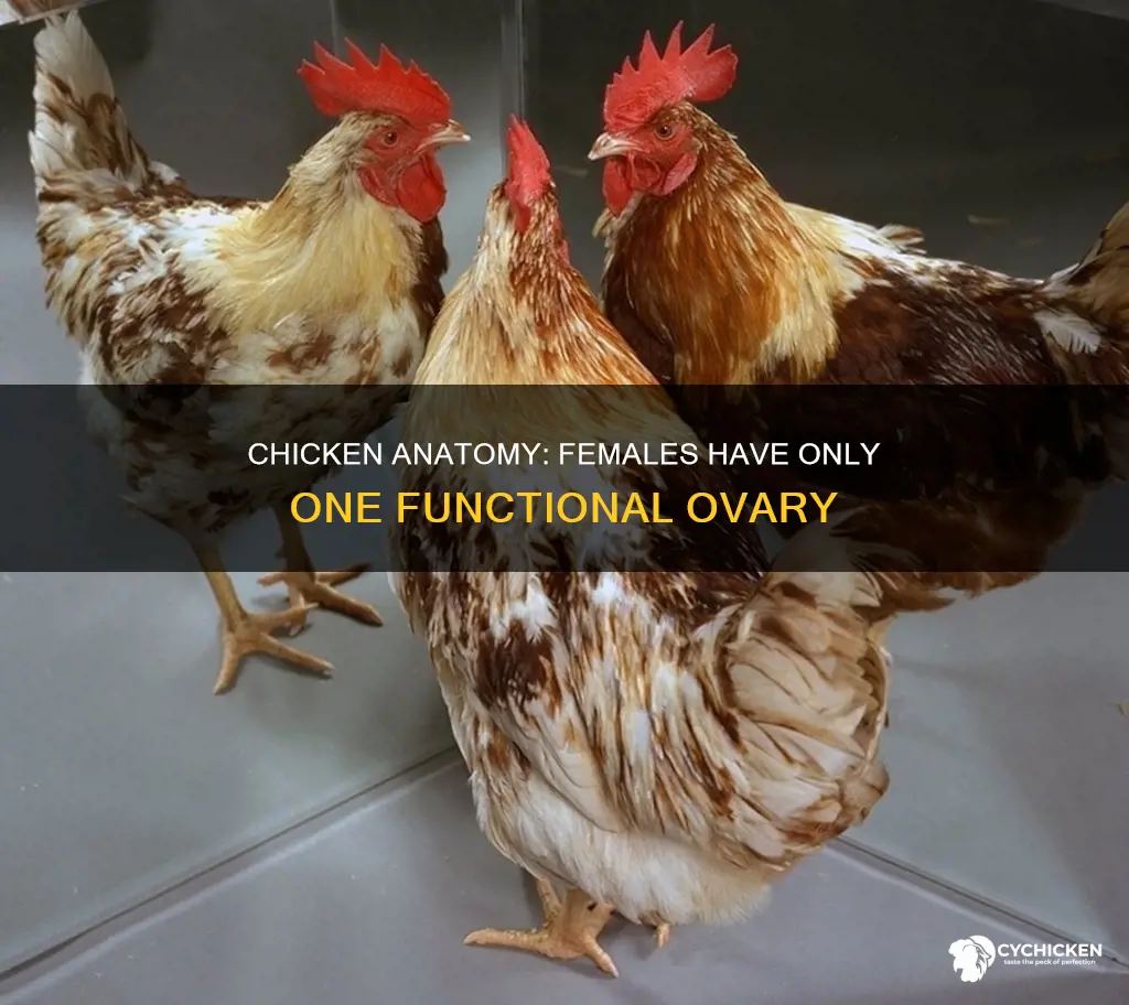 how many functional ovary does a female chicken has