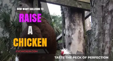 Raising Chickens in the Wizarding World: Galleon Costs Explained