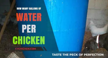 Essential Water Needs: How Many Gallons Per Chicken Daily?