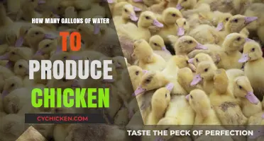 Water-Intensive Chicken: The Gallon Cost of Production