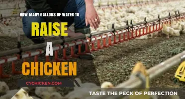 Water Consumption for Raising Chickens: How Much Is Needed?
