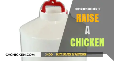 Raising Chickens: Understanding the Essential Gallon Requirements for Success