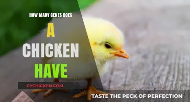Unveiling the Chicken Genome: Exploring the Number of Genes in Chickens
