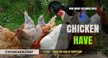 Understanding the Anatomy: How Many Gizzards Does a Chicken Have?
