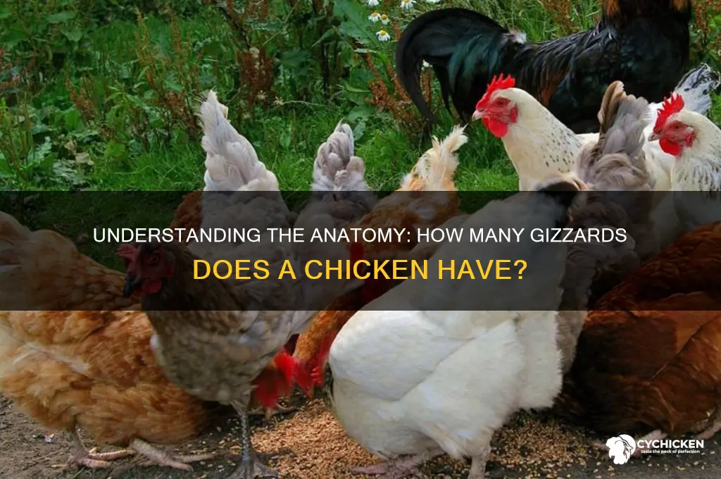 how many gizzards does a chicken have