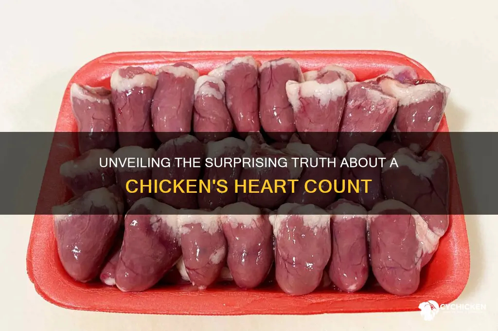 how many hearts does a chicken hav