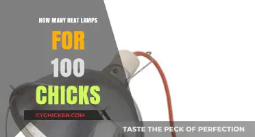 Optimal Heat Lamp Setup for Raising 100 Healthy Chicks