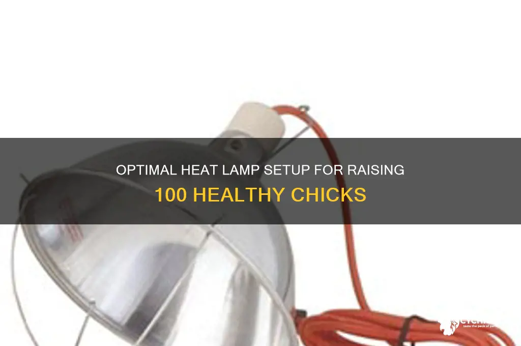 how many heat lamps for 100 chicks