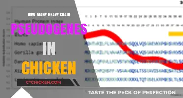 Exploring the Number of Heavy Chain Pseudogenes in Chicken Genomes