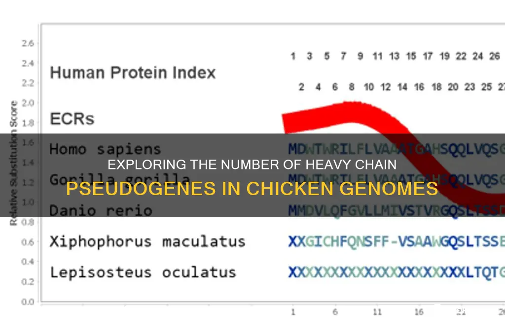 how many heavy chain pseudogenes in chicken