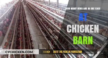Ideal Cage Capacity for Hens at Chicken Barns