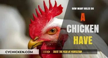 Unraveling the Mystery: How Many Holes Does a Chicken Have?