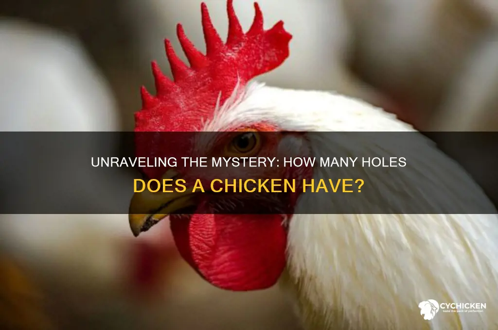 how many holes do a chicken have