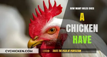 Exploring the Surprising Number of Holes in a Chicken's Anatomy