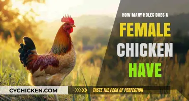 Exploring the Anatomy of Female Chickens