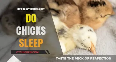 Chicks' Sleep Patterns: How Many Hours?