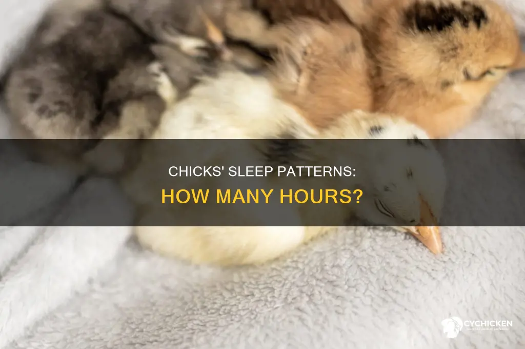 how many hours a day do chicks sleep