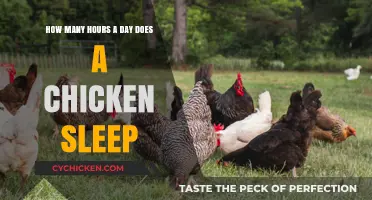 Understanding a Chicken's Sleep Patterns