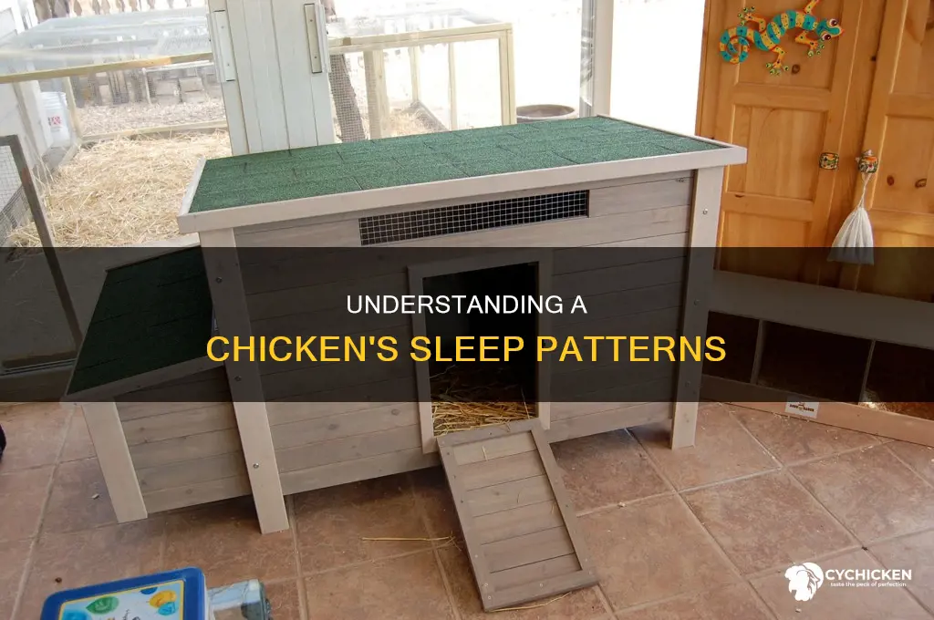 how many hours a day does a chicken sleep