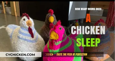 Understanding Chicken Sleep Patterns: How Many Hours Do They Rest?