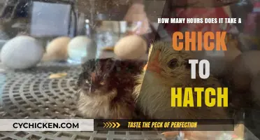 Incubation Time: Hatching Chicks Takes How Long?