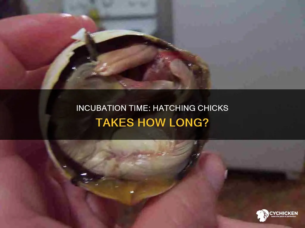 how many hours does it take a chick to hatch