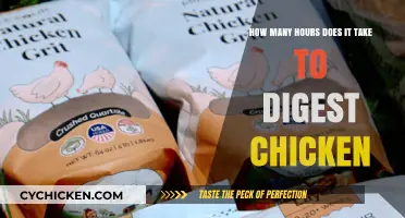 The Mystery of Chicken Digestion: How Long Does it Take?