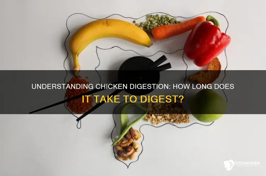 how many hours for chicken to digest