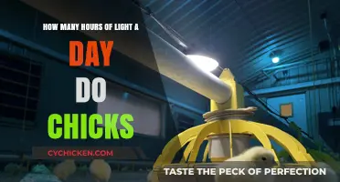 Light Exposure for Chicks: How Much is Needed?