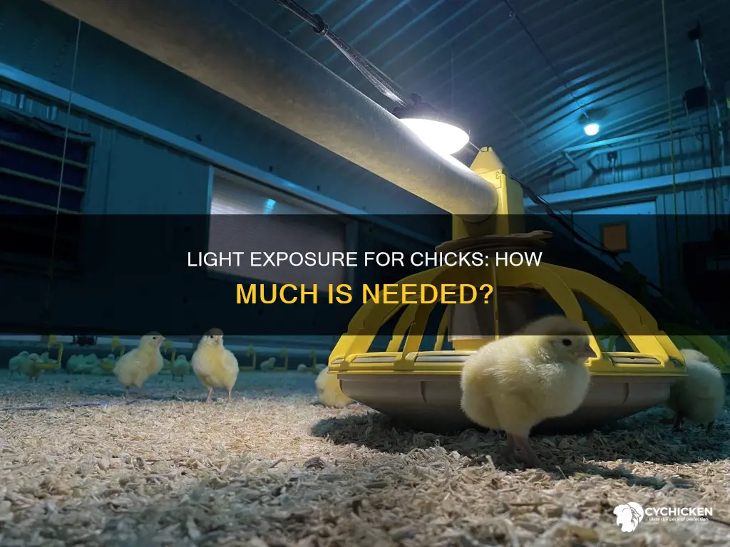 how many hours of light a day do chicks