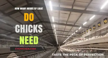 Light for Chicks: How Many Hours Do They Need?