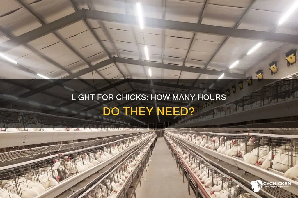 how many hours of light do chicks need